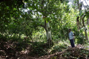 Producteur de cacao sur sa parcelle en République Dominicaine