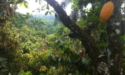 Qu’est-ce l’agroforesterie ?