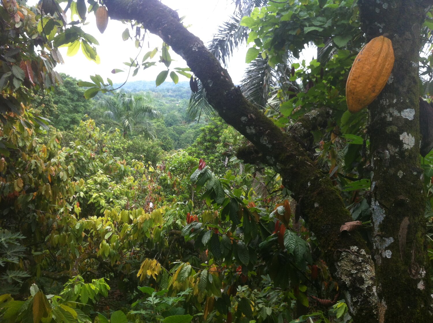 What is agroforestry? Cacao Forest