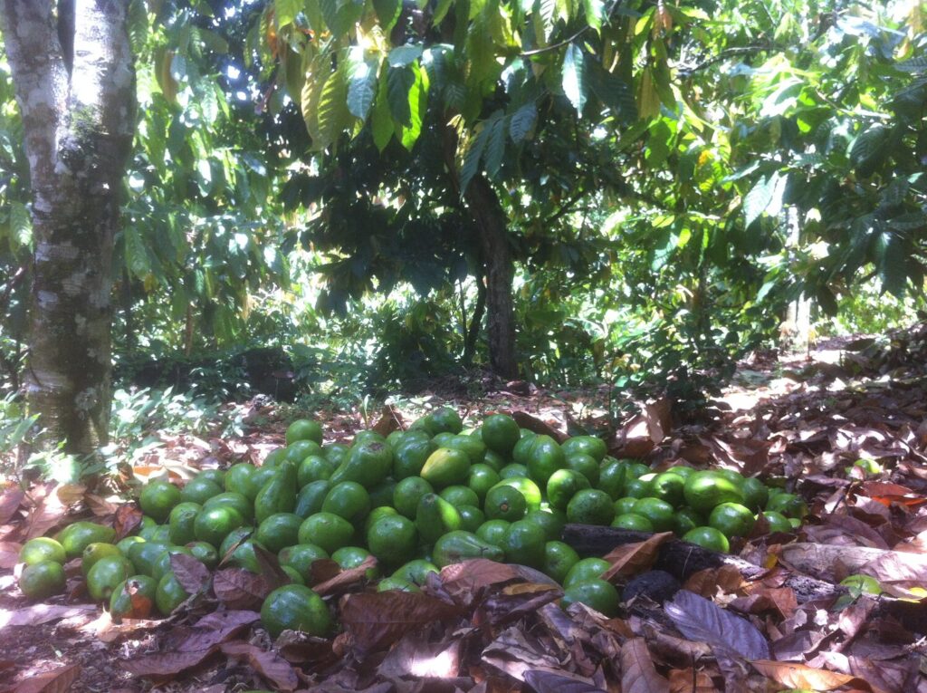 L’agroforesterie est au cœur du projet Cacao Forest