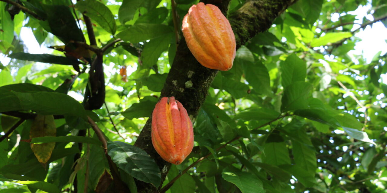 ISO 34101: an international standard for sustainable cocoa