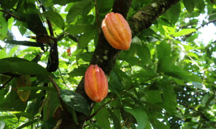 ISO 34101: an international standard for sustainable cocoa