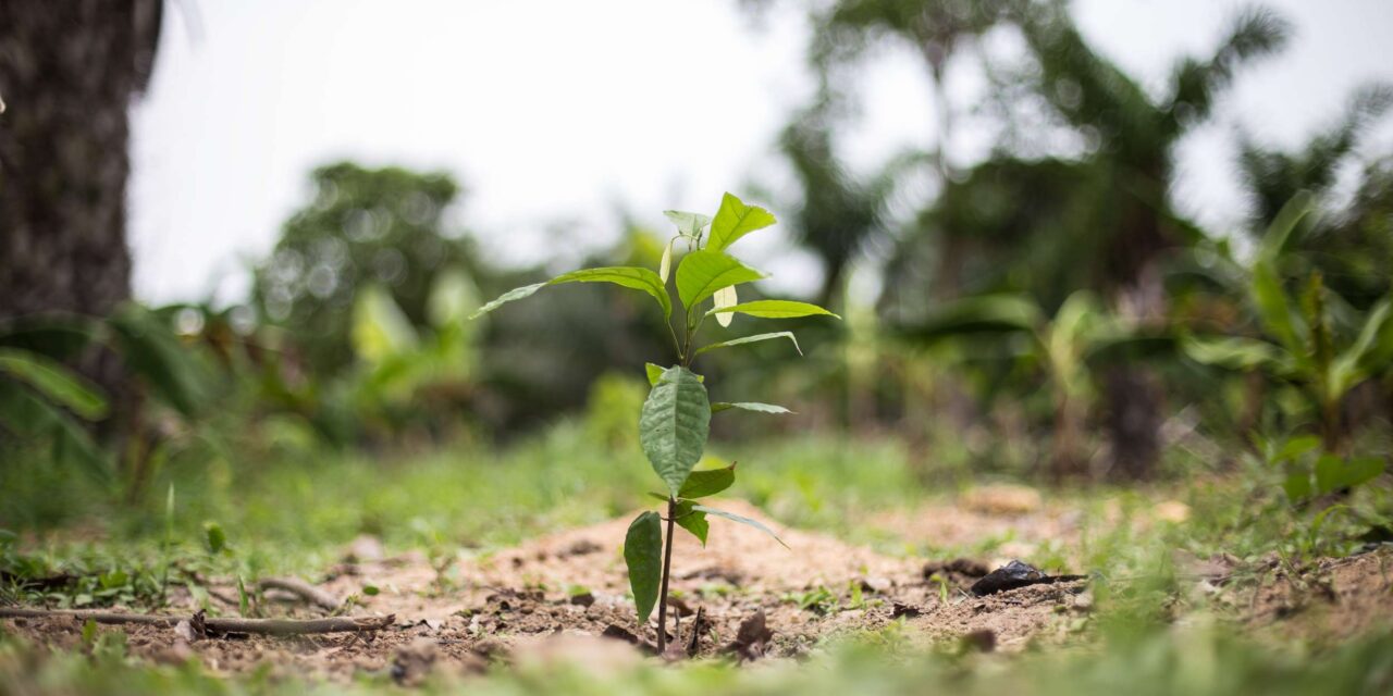 Best practices for teaching cacao agroforestry