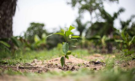 Best practices for teaching cacao agroforestry