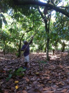 Le projet Cacao Forest