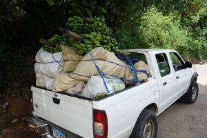 Collecte des bananes issues des cacaoyères, qui seront vendues sur les marchés de Saint-Domingue.