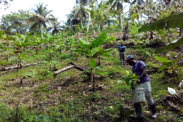 Culture du cacao durable et responsable