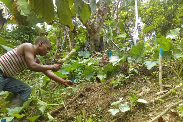 Culture du cacao durable et responsable