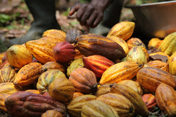 Culture du cacao durable et responsable