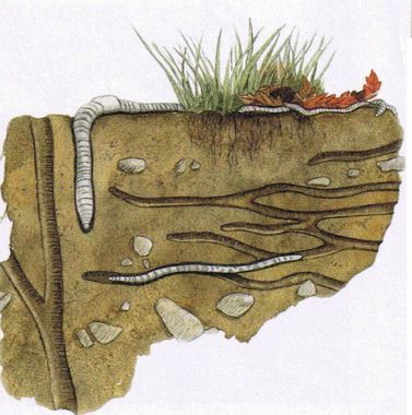 STUDY OF SOIL HEALTH IN AN AGROFORESTRY SYSTEM