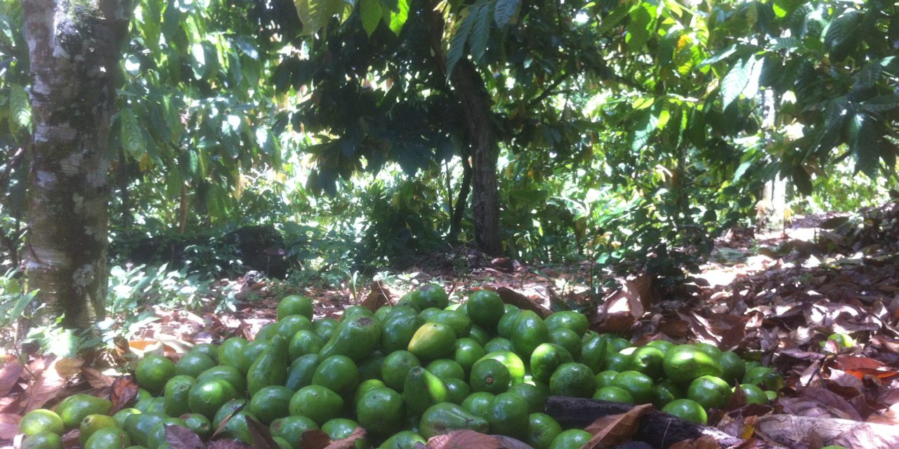 Rejoignez l’équipe Cacao Forest !
