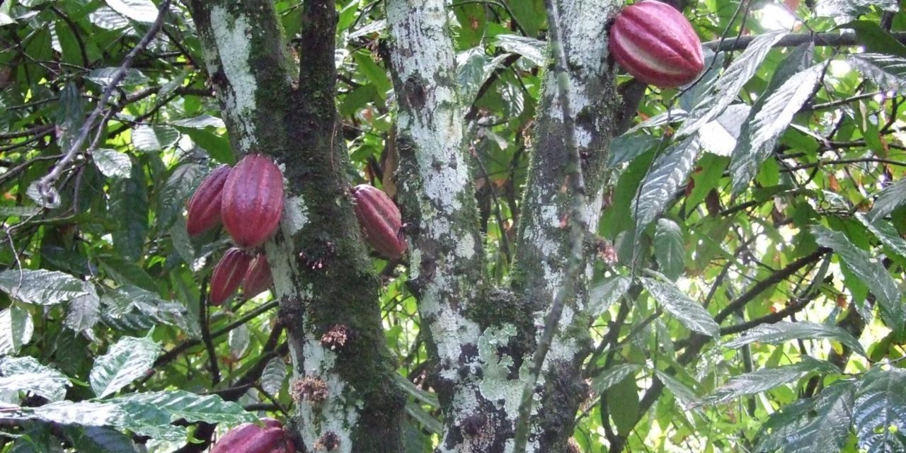 L’ambition pédagogique de Cacao Forest