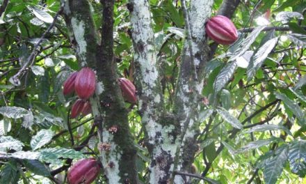 L’ambition pédagogique de Cacao Forest
