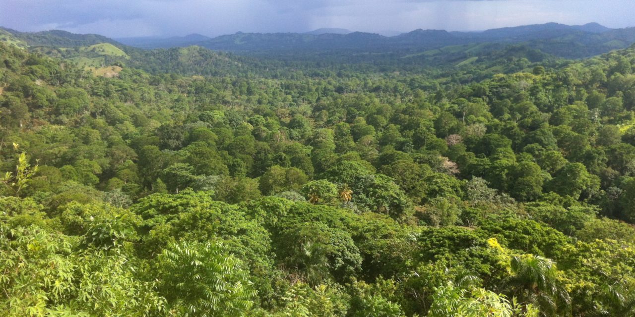 Les défis de l’agroforesterie cacaoyère en République Dominicaine