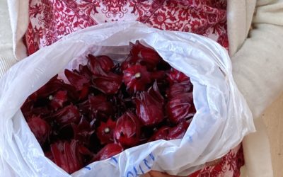 A new product with high added value: hibiscus flower