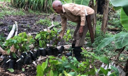 Cacao Forest is replanting !