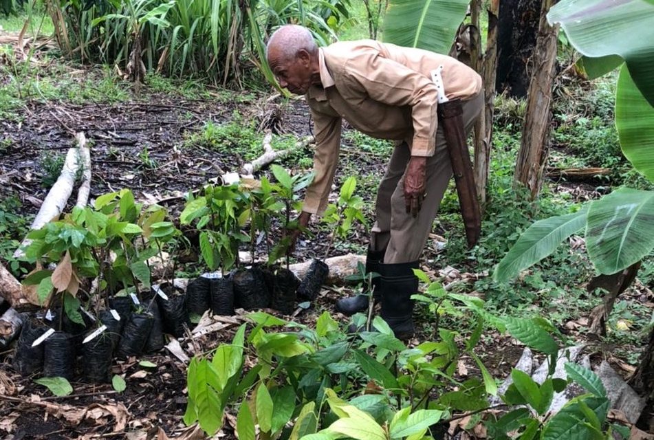 Cacao Forest is replanting !