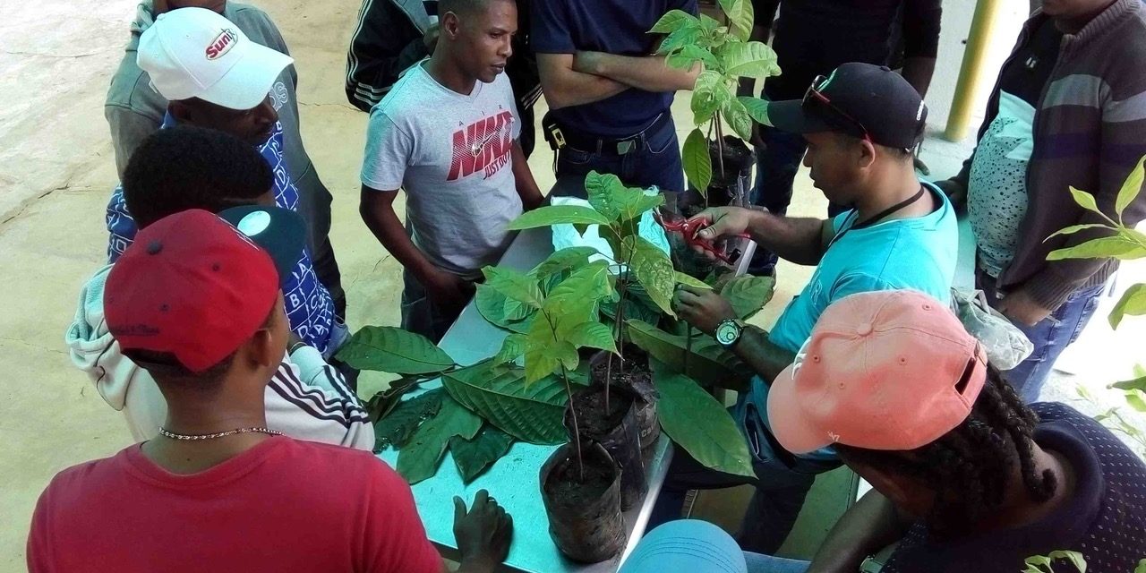 Grafting cacao trees: why do they do it?