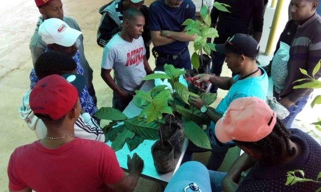 Grafting cacao trees: why do they do it?