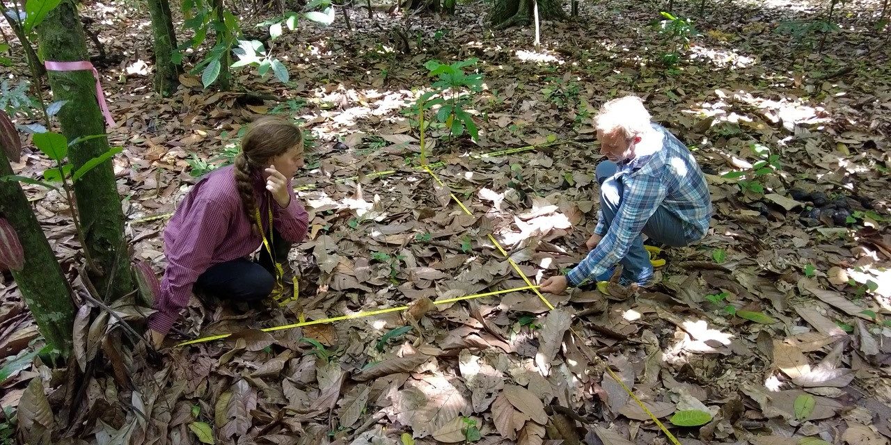 What role does Erythrina play in the growth and productivity of Dominican cacao trees?