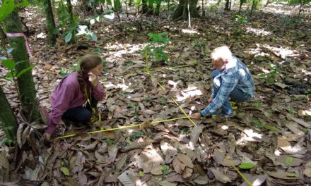 What role does Erythrina play in the growth and productivity of Dominican cacao trees?