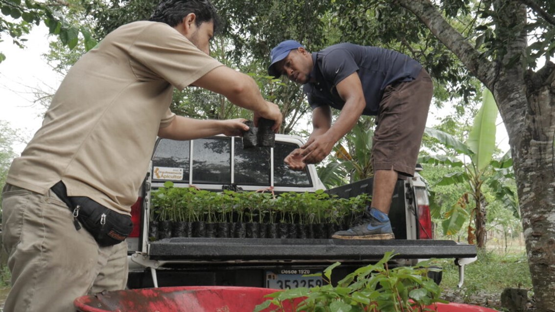 New delivery of hibiscus flowers