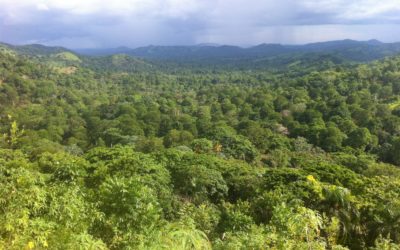  « No deforestation » dans le renouvellement et la réhabilitation des cacaoyères dominicaines.