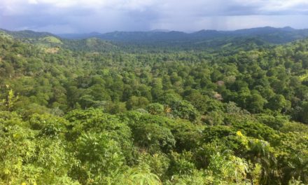  « No deforestation » dans le renouvellement et la réhabilitation des cacaoyères dominicaines.