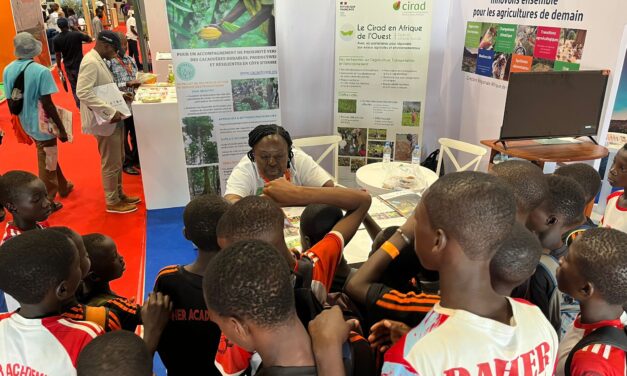 Cacaoforest au Sara 2025