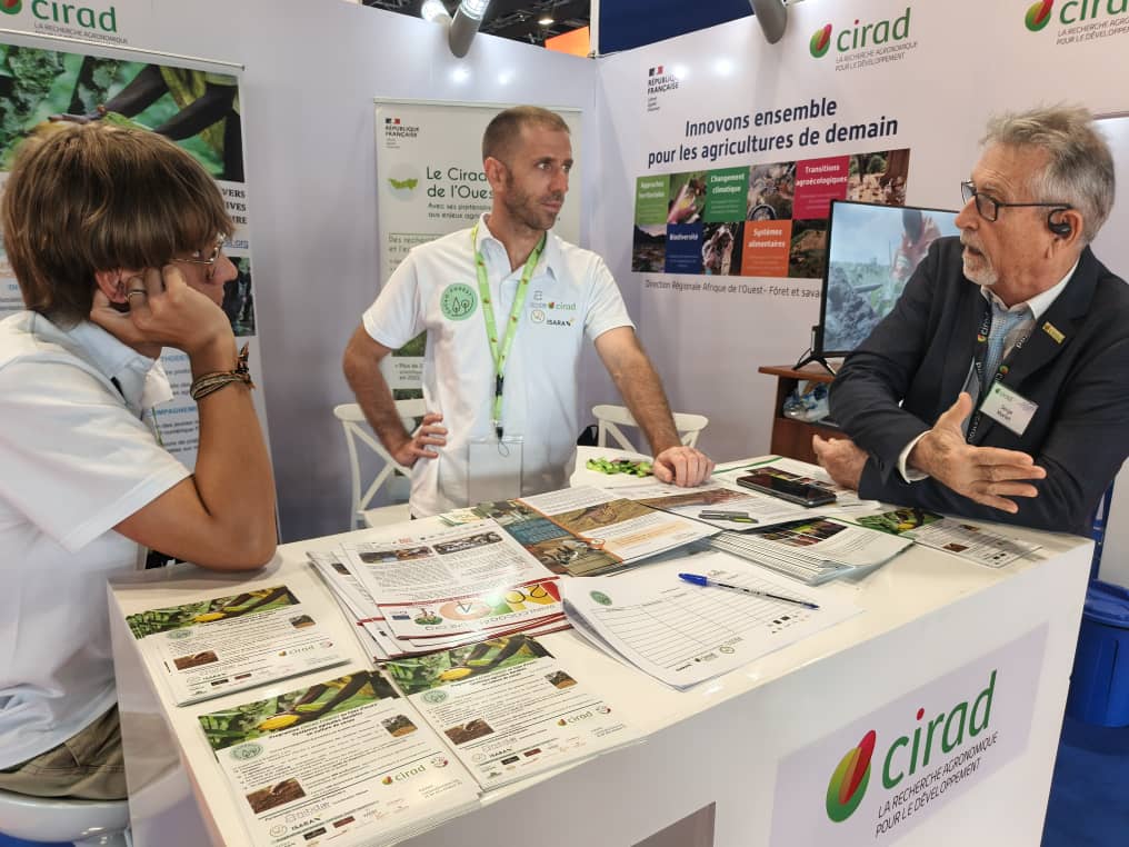 Cacaoforest au Sara 2025