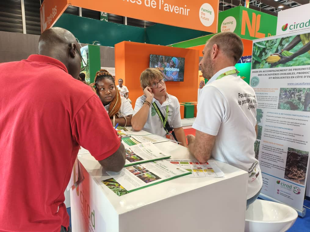 Cacaoforest au Sara 2025